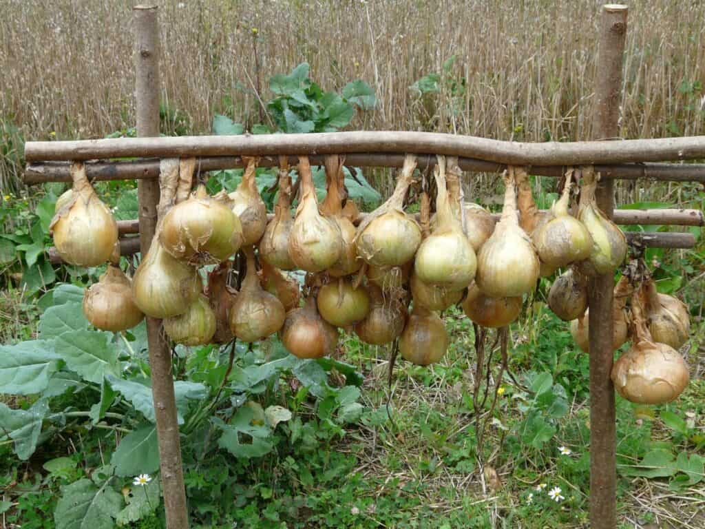 how to store onions from the garden