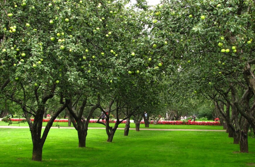 Top tips for an orchard at home