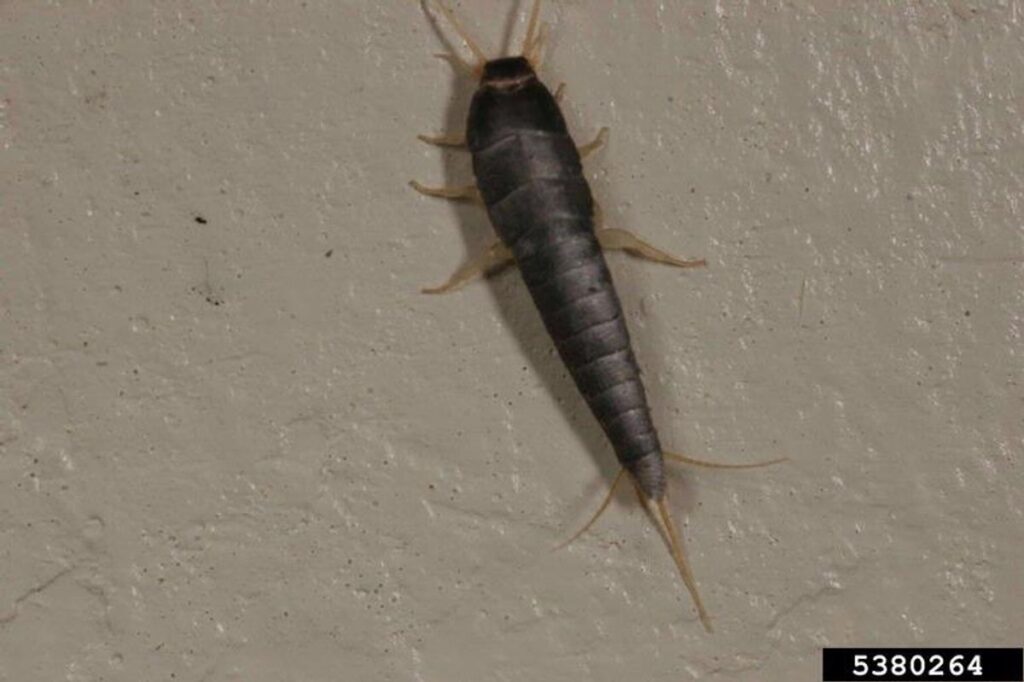 eliminate silverfish from your bathroom