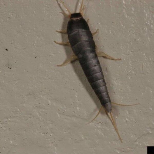 Eliminate Silverfish from Your Bathroom With These Natural Methods