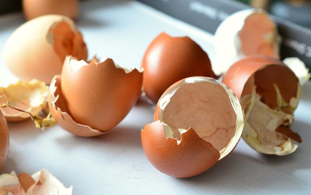 egg shells for plants