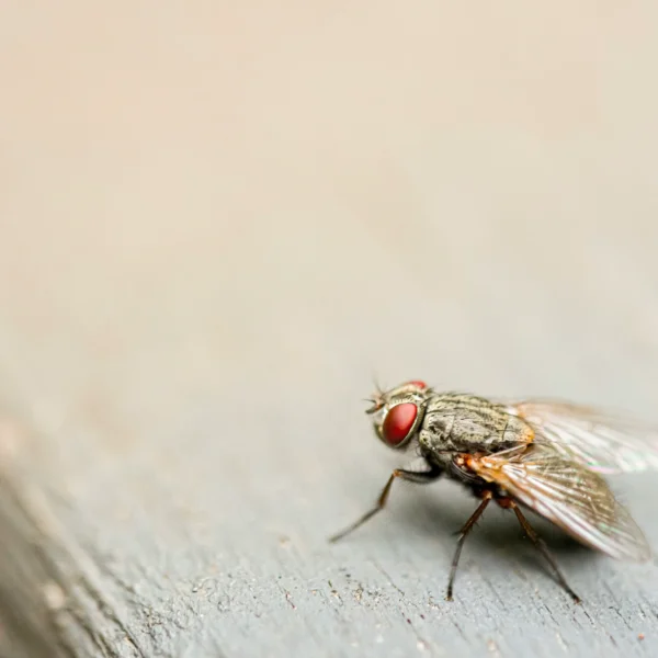 Top 7 ways to get rid of gnats in your home