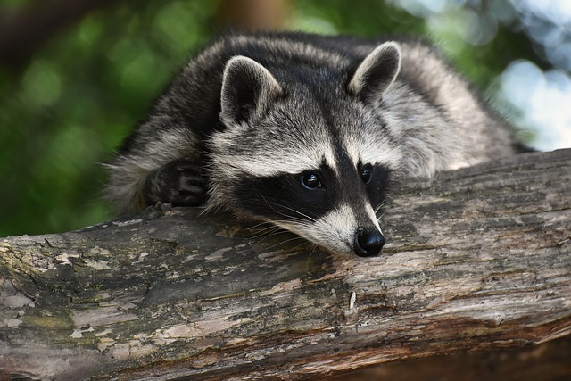 how to keep racoons out of garden