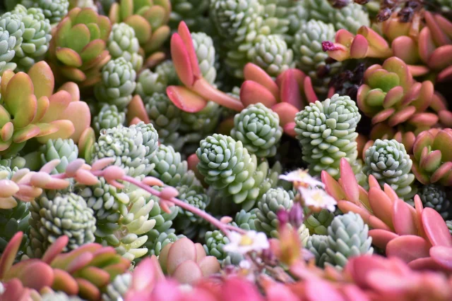 succulents garden